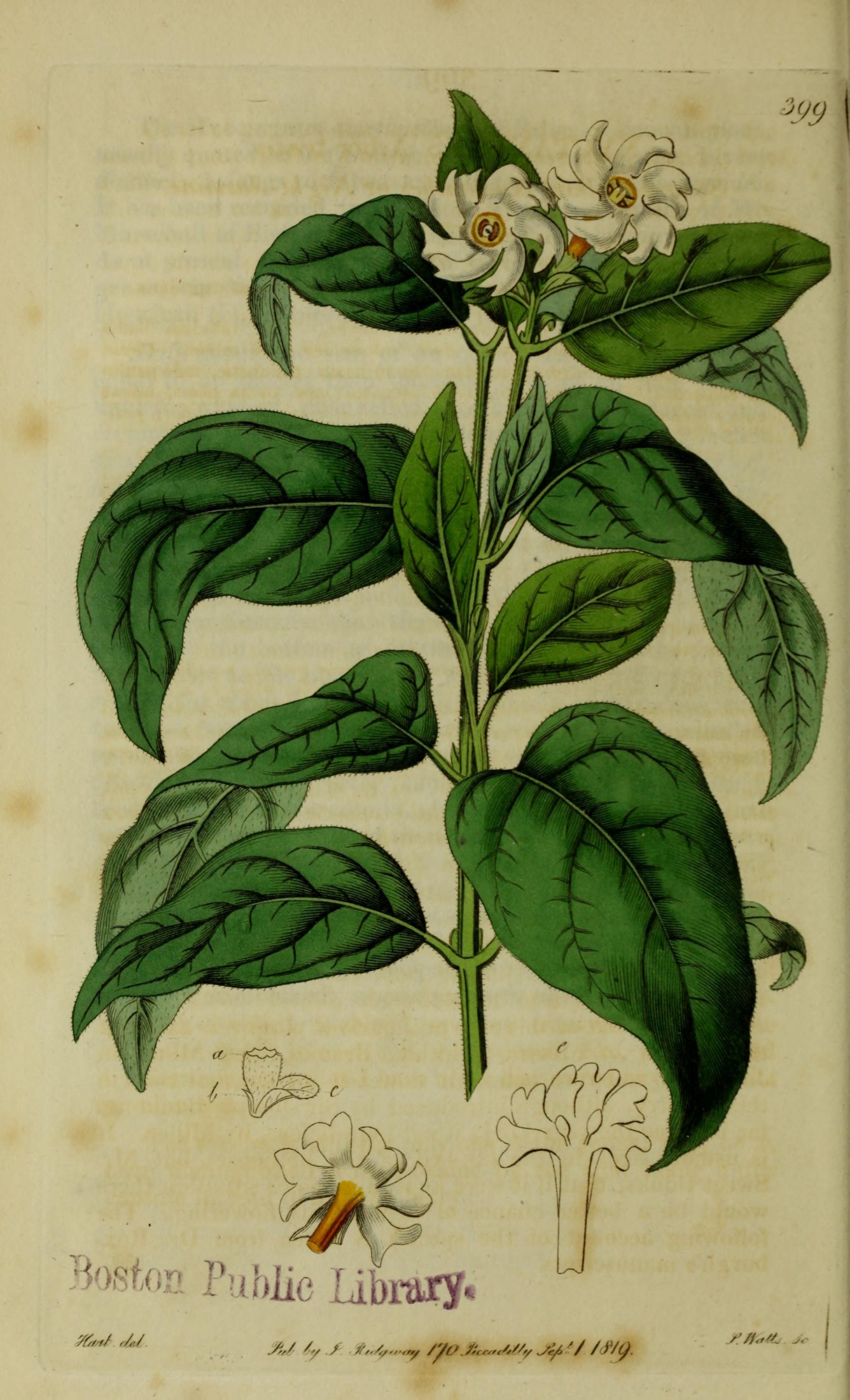 Dictionary of Plant Names: Over 100,000 Names of about 10,000 Species and Varieties of Flowering Plants and Fern-like Plants in Latin, Russian, English and Chinese (hieroglyphic and Latin Transliteration)